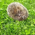 L'essiccatoio *