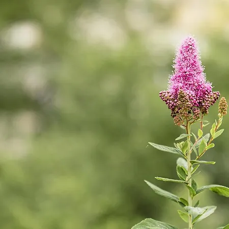 Landhuis L'essiccatoio *