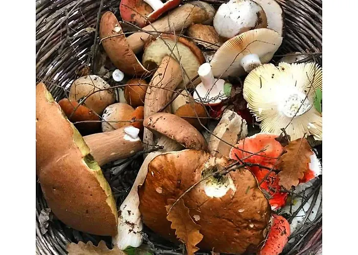 Agriturismo L'Essiccatoio * Lisciano Niccone